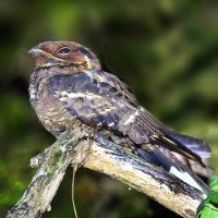 Jerdon's Nightjar